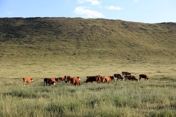 A herd of cattle on the prairie