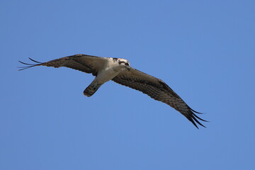 Osprey souring hunting for prey against blue sky. 