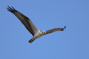 Osprey souring hunting for prey against blue sky. 