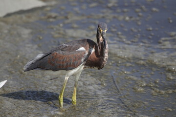 Tricolor heron hunting in salt water marsh