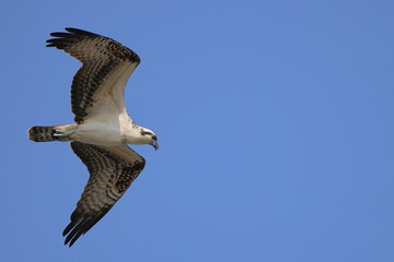 Obraz premium Osprey souring hunting for prey against blue sky. 