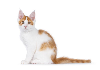 Adorable red with white harlequin Maine Coon cat kitten, sitting up side ways. Looking straight to camera. Isolated on a white background.