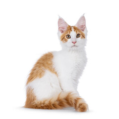 Adorable red with white harlequin Maine Coon cat kitten, sitting up side ways. Looking straight to camera. Isolated on a white background.