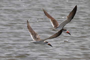 Black skimmer birds skimming eating small fish on water