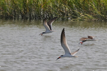 Black skimmer birds skimming eating small fish on water