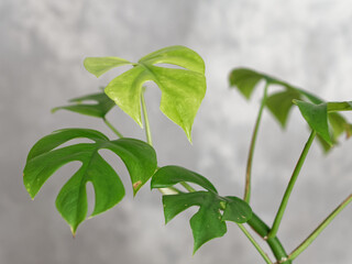 Feuille de Monstera en pot devant un fond gris