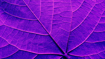 Detail of leaf texture, Abstract purple background, color toned