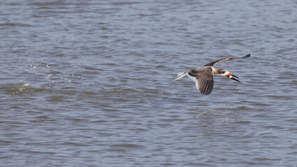 Black skimmer birds skimming eating small fish on water