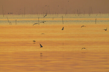 silhouettes of birds flying over the sea during