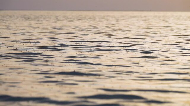 Mosquitoes preconnubia at sunset. Myriads of mating mosquitoes glide across the surface of the water of the hypersalted Lake Sivash. Bacchanalia of intercourse of millions of insects at the same time
