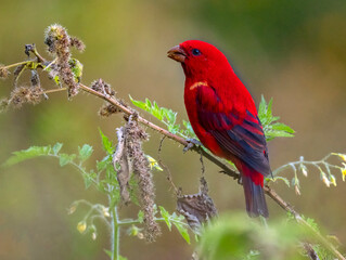 A Sacrlet Finch bird showing beautiful color