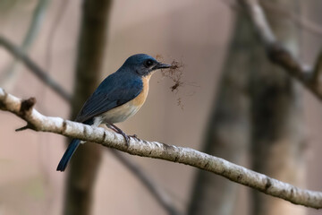 Tickle's Blue Flycatcher perched carrying nesting material