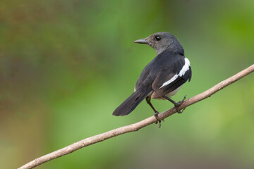 Oriental Magpie Robin Female perched on a tree branch