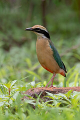 Indian Pitta bird perched