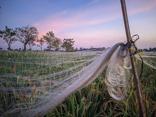 View of the rice fields at dawn,with nets over the rice plants to prevent bird pests.
Location in Sukoharjo,Central java,Indonesia.