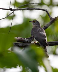 A Common Cuckoo bird calling