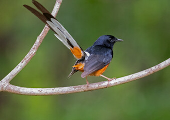 A White Rumped Shama bird perched