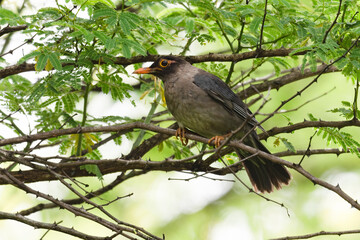 Indian Black bird perched on a tree