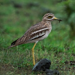 Indian thick knee bird walking on the grass