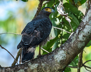 Crested Serpent Eagle perched on a tree