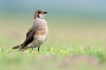 A Beautiful Oriental Pratincole bird in an attention pose