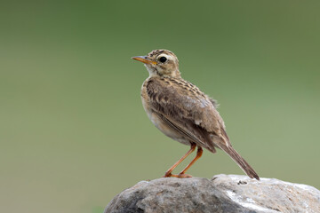 A Paddyfield Pipit bird perched 