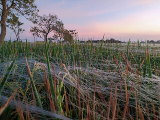 View of the rice fields at dawn,with nets over the rice plants to prevent bird pests.
Location in Sukoharjo,Central java,Indonesia.