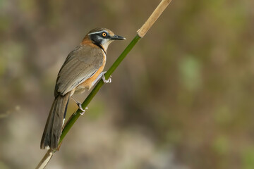 Lesser Necklaced Laughingthrush bird perched on a tree branch