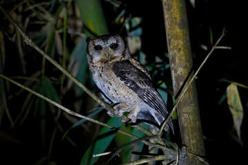 A Collard Scops Owl at night