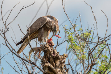 A Lager falcon with killed spine tailed lizzard