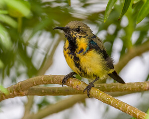 A Purple sunbird closeup