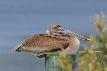 Brown pelican closeup, with blurry water background. 