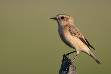 A Siberian stonechat perched on a tree branch