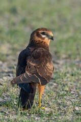 Montagu's Harrier bird perched on a ground