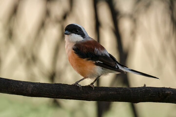 A Long tailed Shrike perched on a tree branch