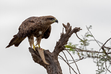 A Lager Falcon with a spiny tailed lizzard kill