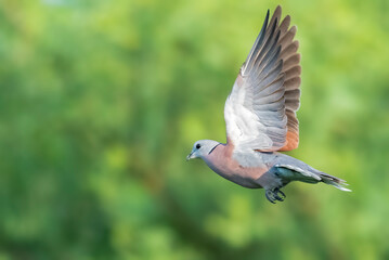 A Red Collared Dove in flight