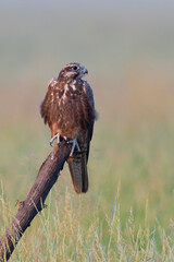 A Lager Falcon sitting on a tree stump