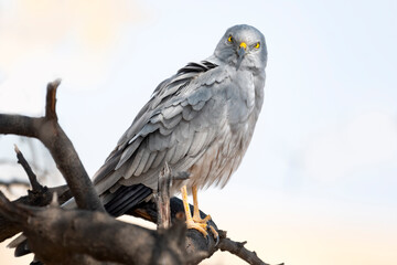 Montagu's Harrier bird closeup perched