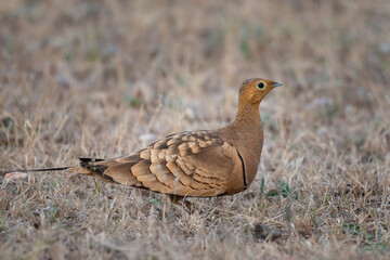 A Painted Francolin bird perched