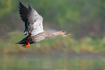 A Spot billed duck in a flight