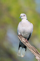 Eurasian COllard Dove bird oerched on a tree branch