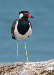 Portrait of a Red Wattled Lapwing bird.