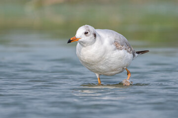 Fototapeta premium Portrait of a Brown Headed Seagull