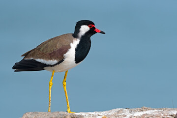 Portrait of a Red Wattled Lapwing bird.