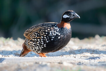 Beautiful Black Francolin bird closeup