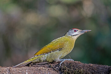Grey HEaded Wood Pecker perched on a tree branch
