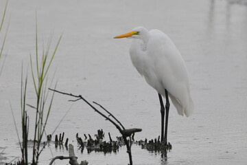 Great white egret in saltwater marsh