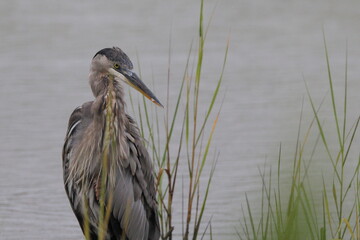 Great blue heron in salt water marsh