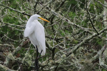 Great white egret in saltwater marsh